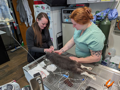 Caring for someone's cat at Cooperative Veterinary Care
