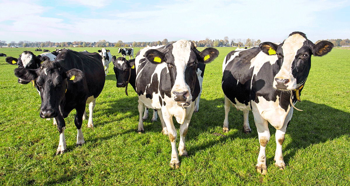 Cows grazing on pasture.