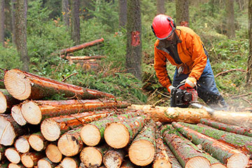 cutting trees